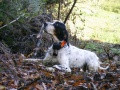 Setter Anglais NENCINI'S SIRIA Setter Anglais NENCINI'S SIRIA